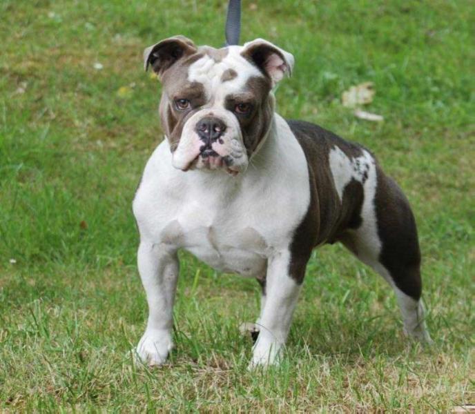 Utzon's Brokke | Olde English Bulldogge 