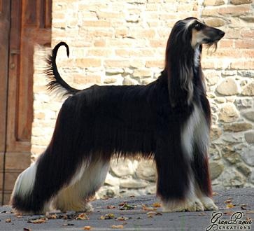 Way Up Vanilla Fadge | Afghan Hound 