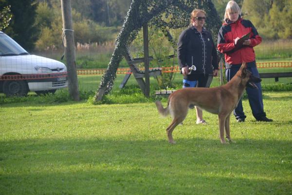 Harmaa Kettu Bambu | Belgian Malinois 