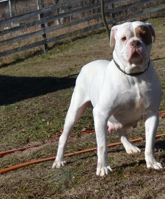 Spencer Farm Rakita | American Bulldog 