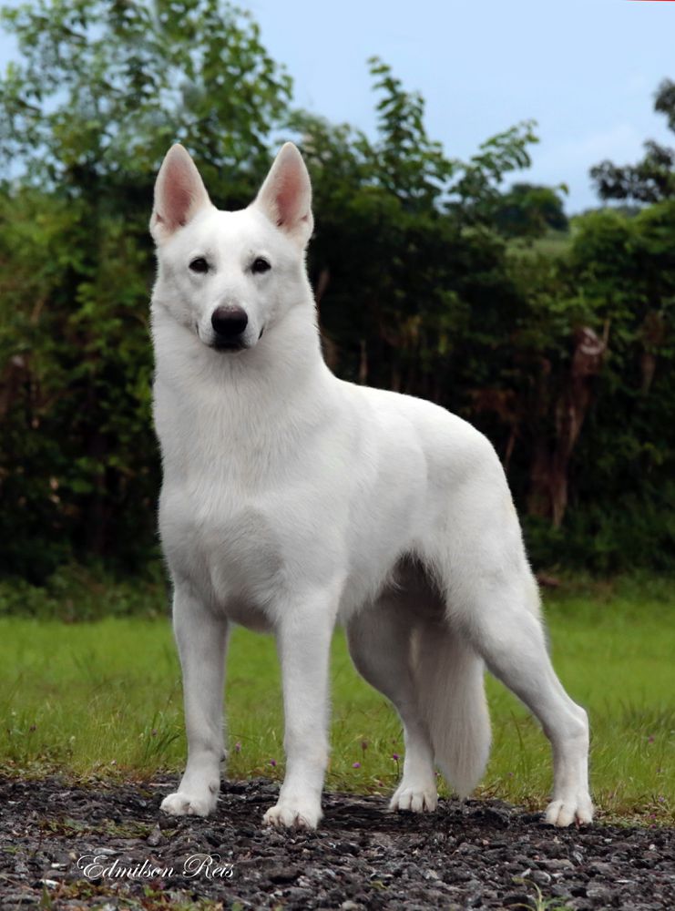 SWAN WHITE KANN VON TAGLISCHINDORF | White Swiss Shepherd Dog 