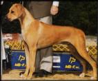 Filmaker's Never Surrender of Fm | Rhodesian Ridgeback 