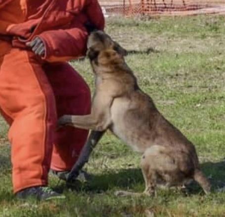 BlueCollark9's Luke | Belgian Malinois 