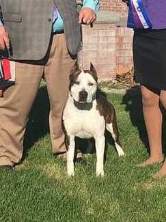 Little Cloud of Fraja du Temple de Gaia | American Staffordshire Terrier 