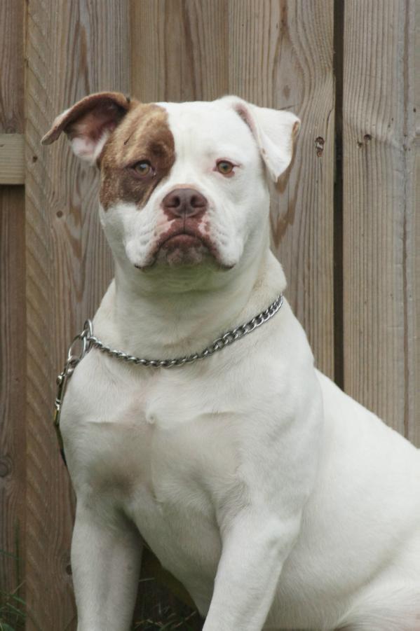 Bullspirits Dhana | American Bulldog 