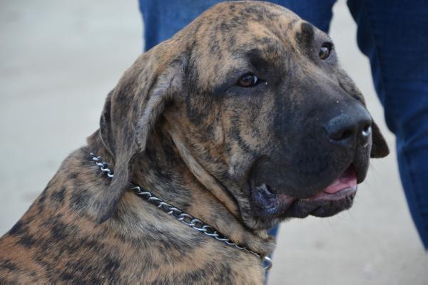 Essy de anjo da guarda | Fila Brasileiro 