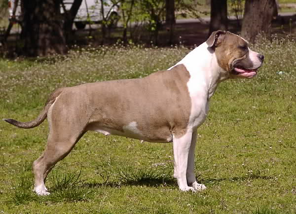FEE Durgo | American Staffordshire Terrier 