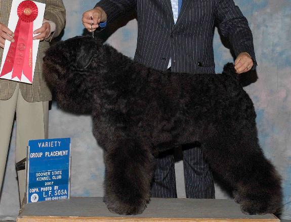 FIGO DUSTIE z Flandryjskiego Gniazda | Bouvier des Flandres 