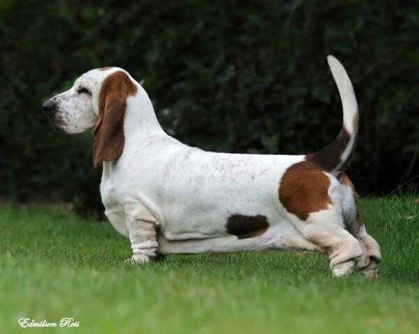 Pan Clan Danika | Basset Hound 