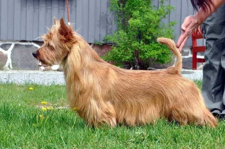 Pitlochry's Prue Plumo | Australian Terrier 