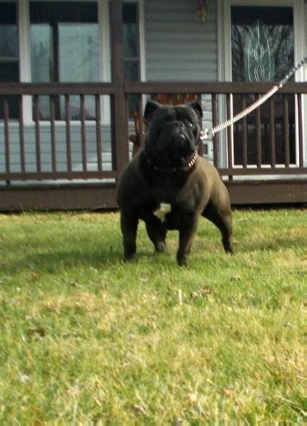 BuffaloCreek's Lady Venom | Olde English Bulldogge 