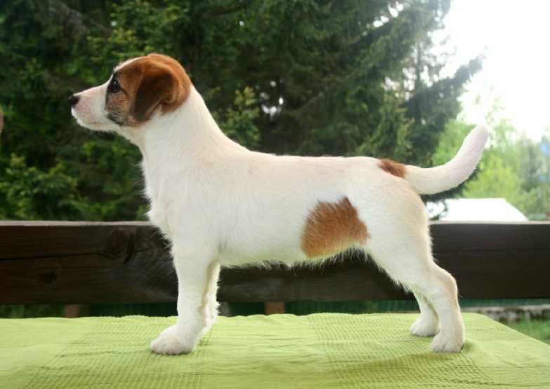 Kleopatra | Jack Russell Terrier 