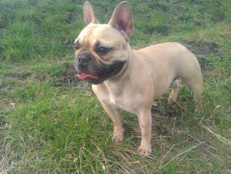 Elektra des boules du château carnoy | French Bulldog 