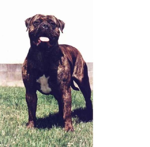 PATSY DES JARDINS D'ATLANTIS | Bullmastiff 