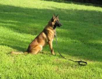 Fontaine d Or Bullet | Belgian Malinois 