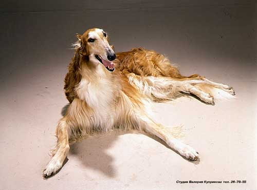 Lis Staier'S | Borzoi 