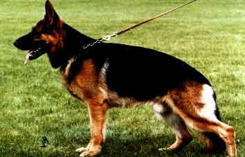 Quarto von Arminius | German Shepherd Dog 