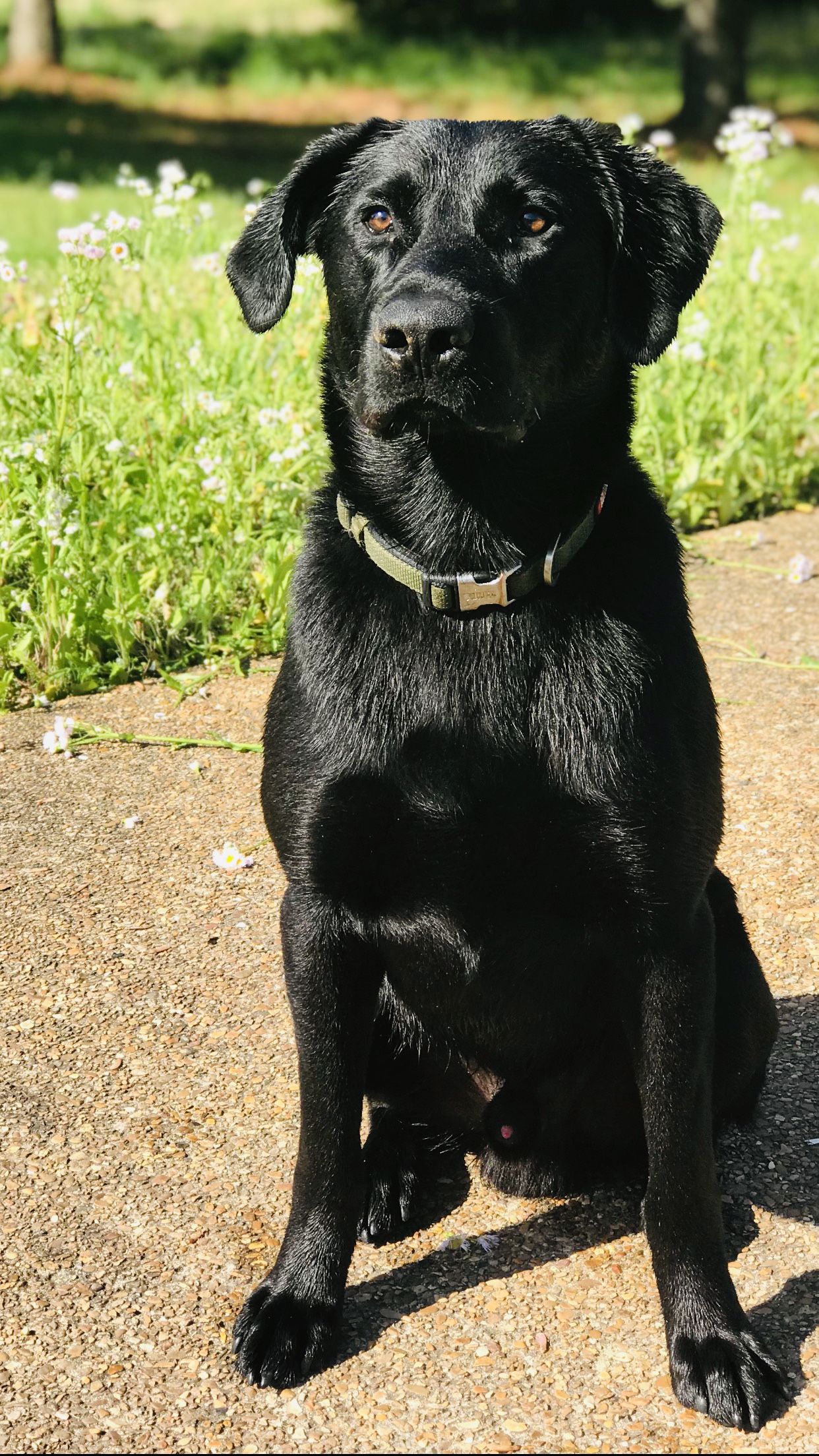 Queen Delta’s Black Knight | Black Labrador Retriver