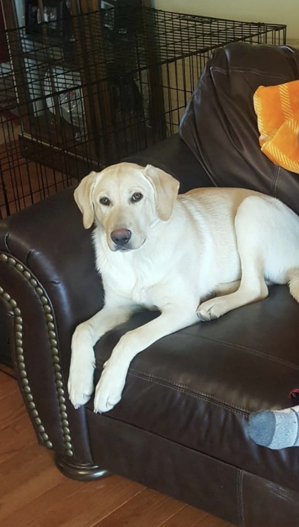 Marley Cochran | Yellow Labrador Retriver