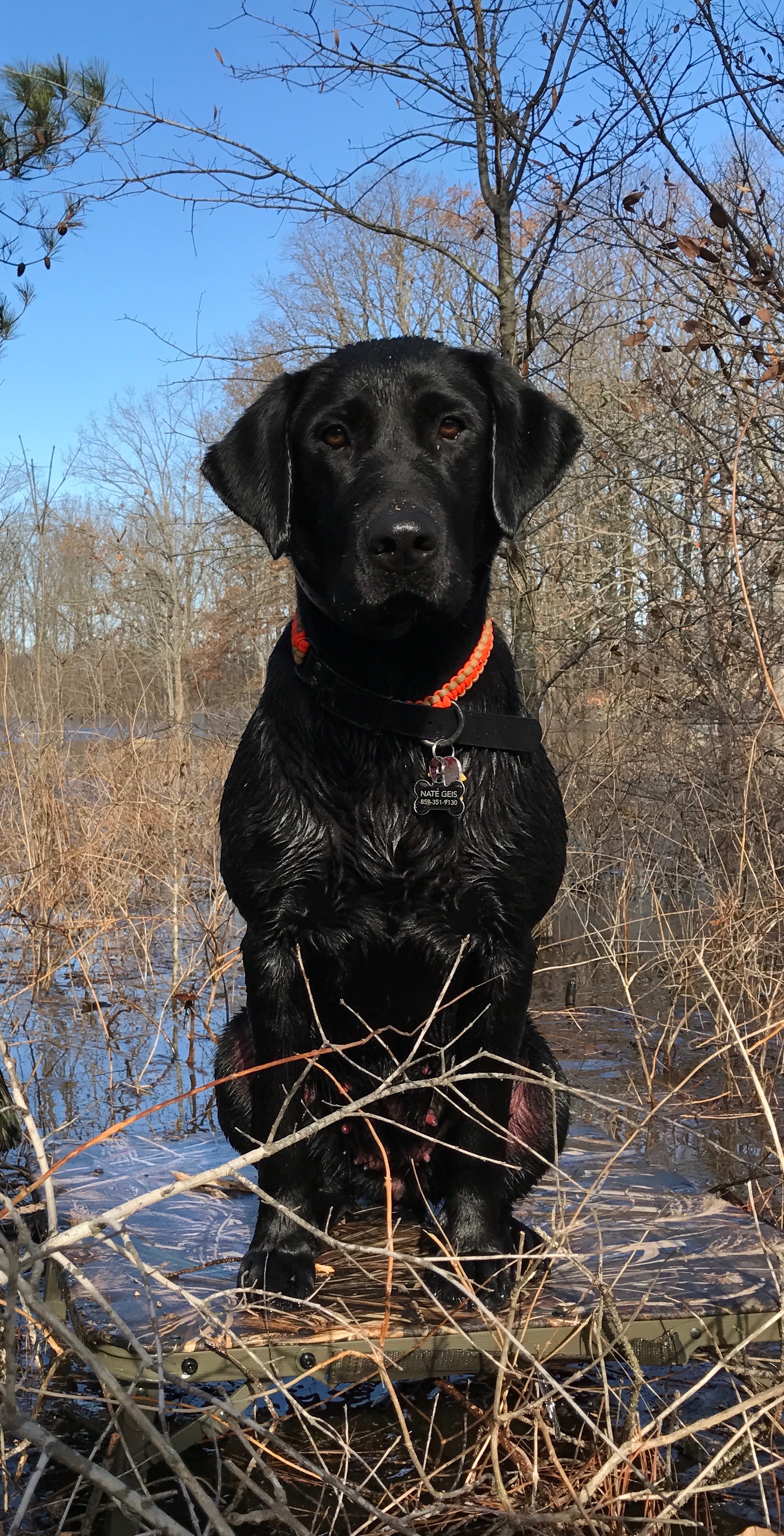 HRCH Mossy Creek’s Lilies For The Fillies MH | Black Labrador Retriver