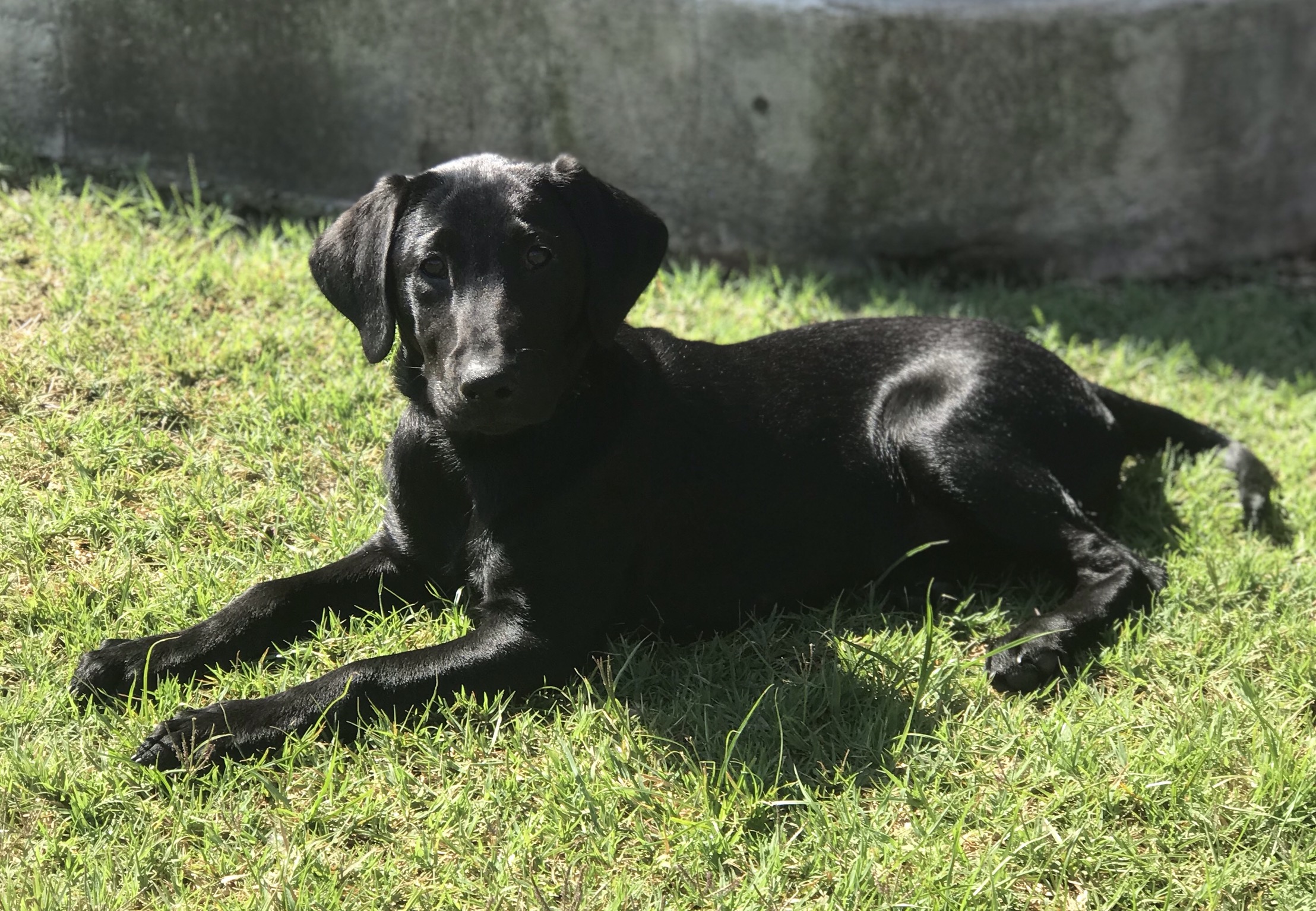 Duckmuck’s Forever Twilight Isabella | Black Labrador Retriver