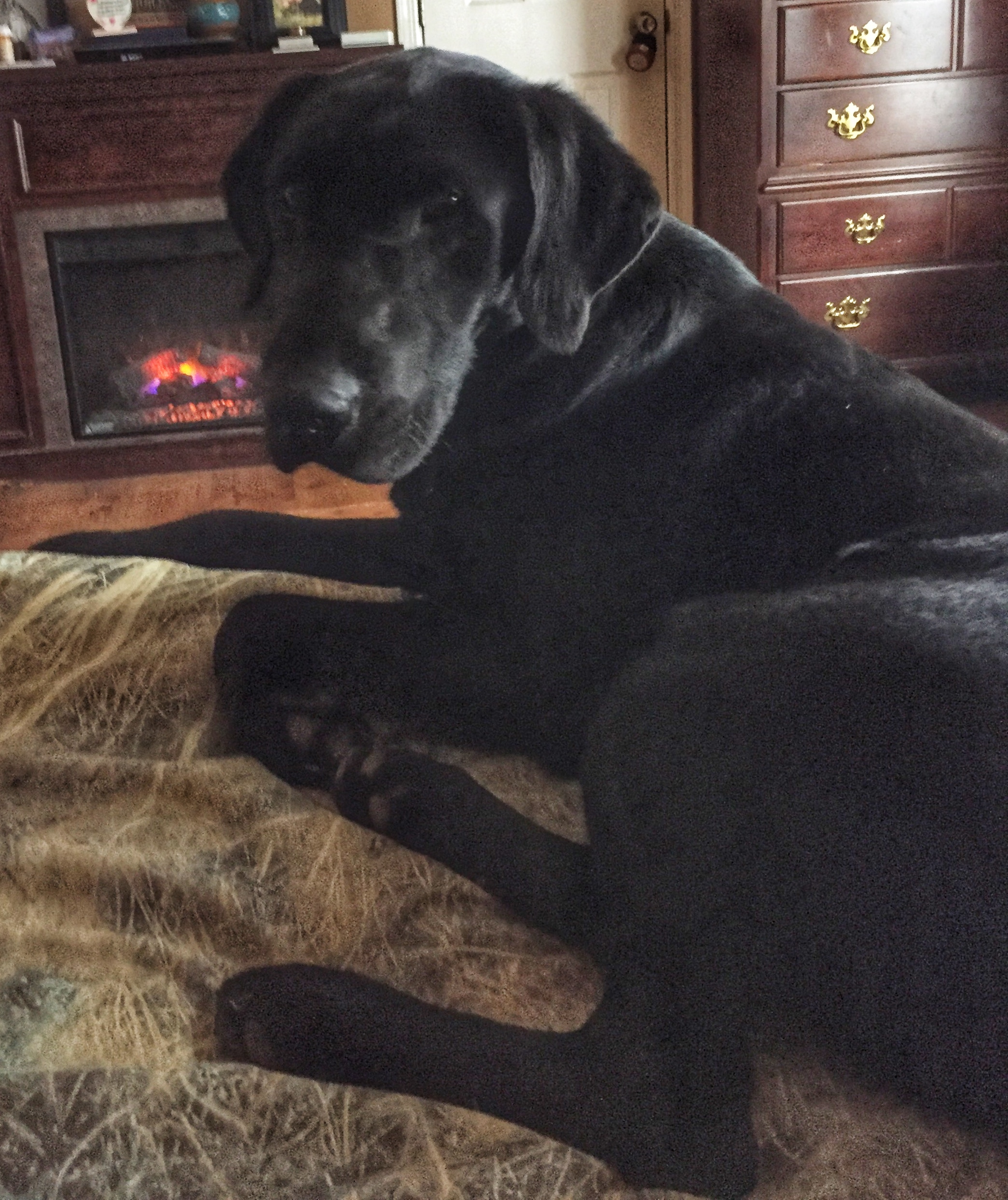 Withrow’s Blackened | Black Labrador Retriver