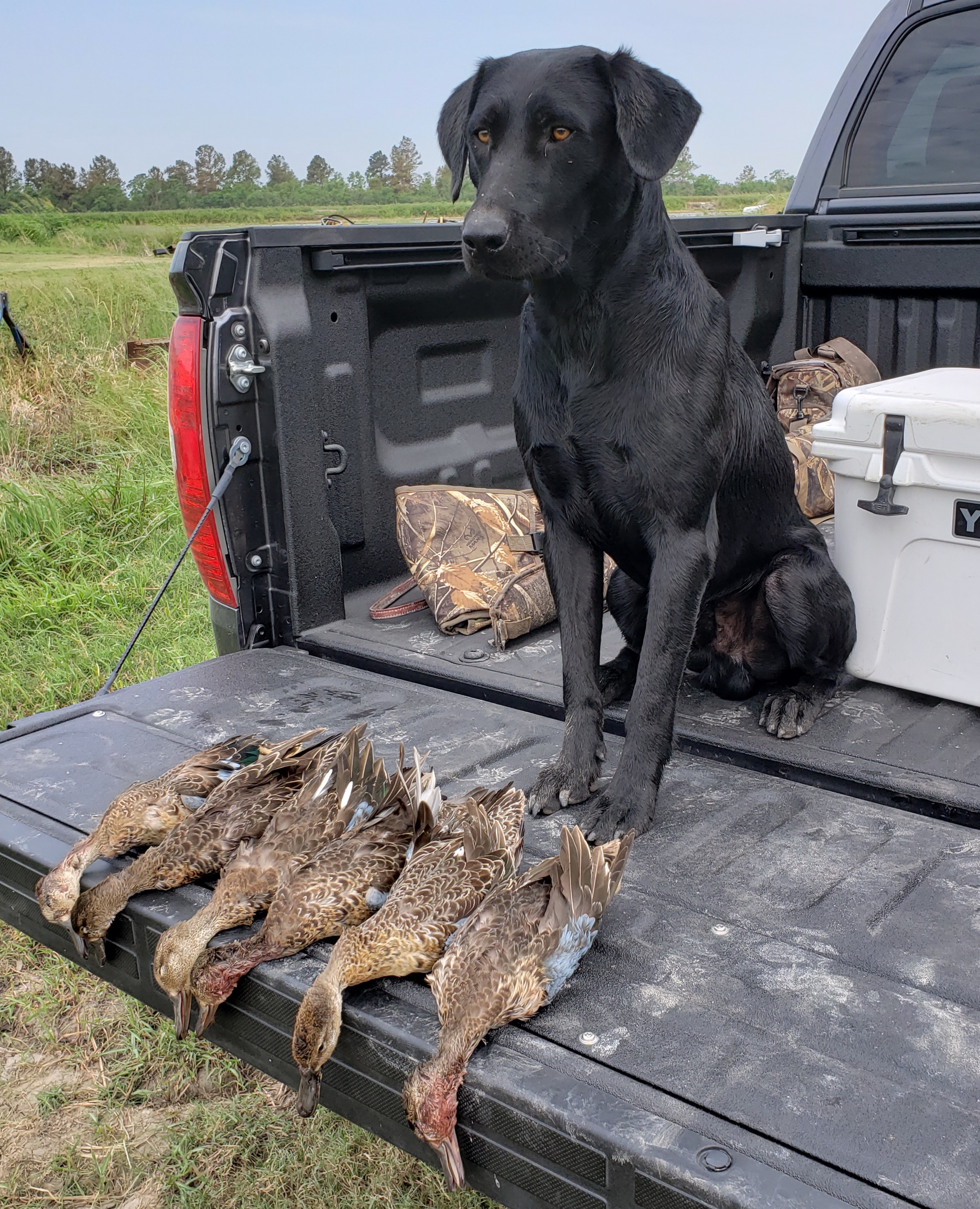 HR Lace-cornbread Timber Lieutenant JH | Black Labrador Retriver