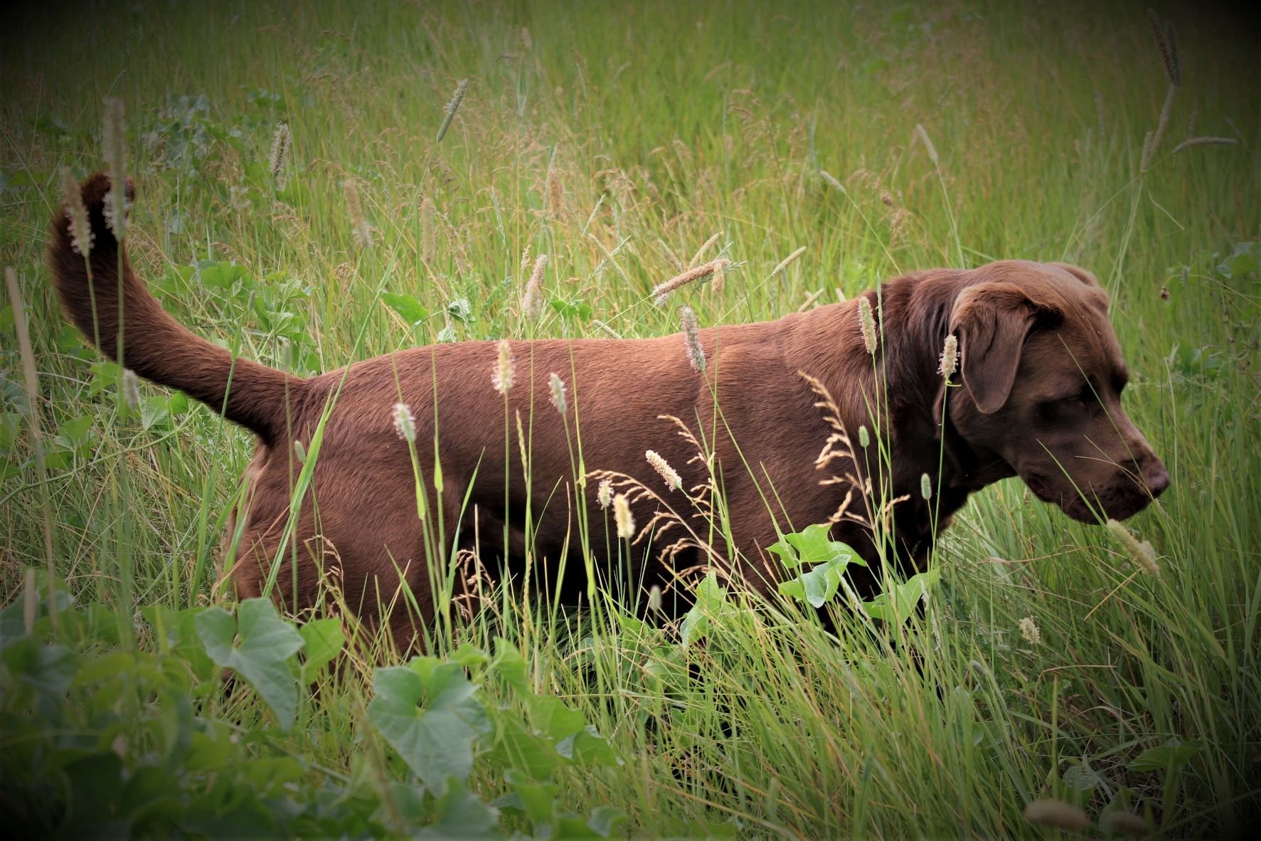 4XGMPR, HRCH J&J's By Golly It's Ollie MH | Chocolate Labrador Retriver