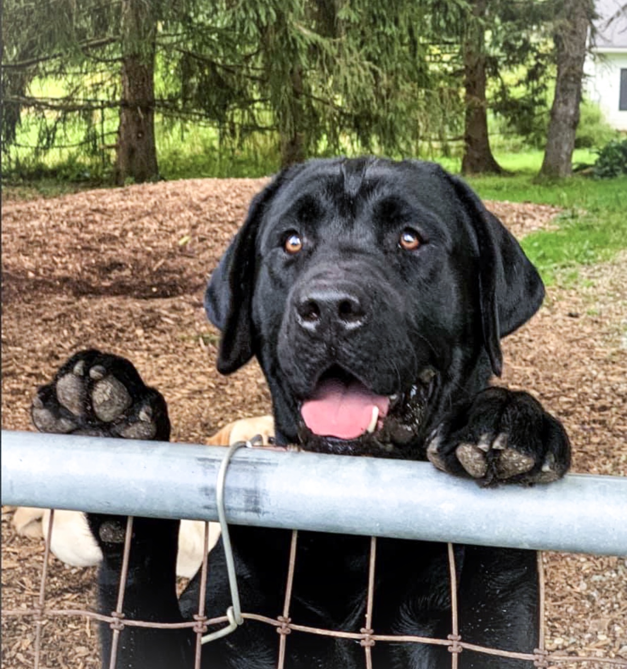 Kerrybrook's Froswick Edward | Black Labrador Retriver