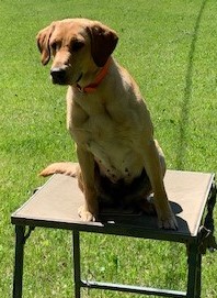 Lake Pleasants Fowl Mood | Yellow Labrador Retriver