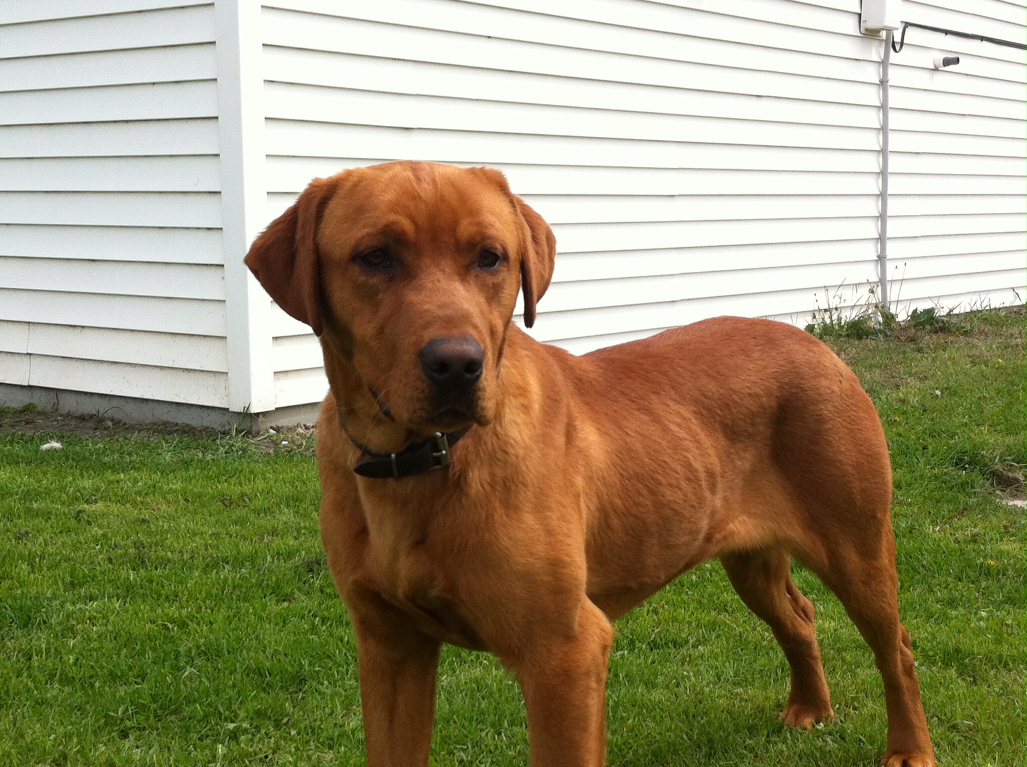 Rooster's Legend Of The Fowl | Yellow Labrador Retriver