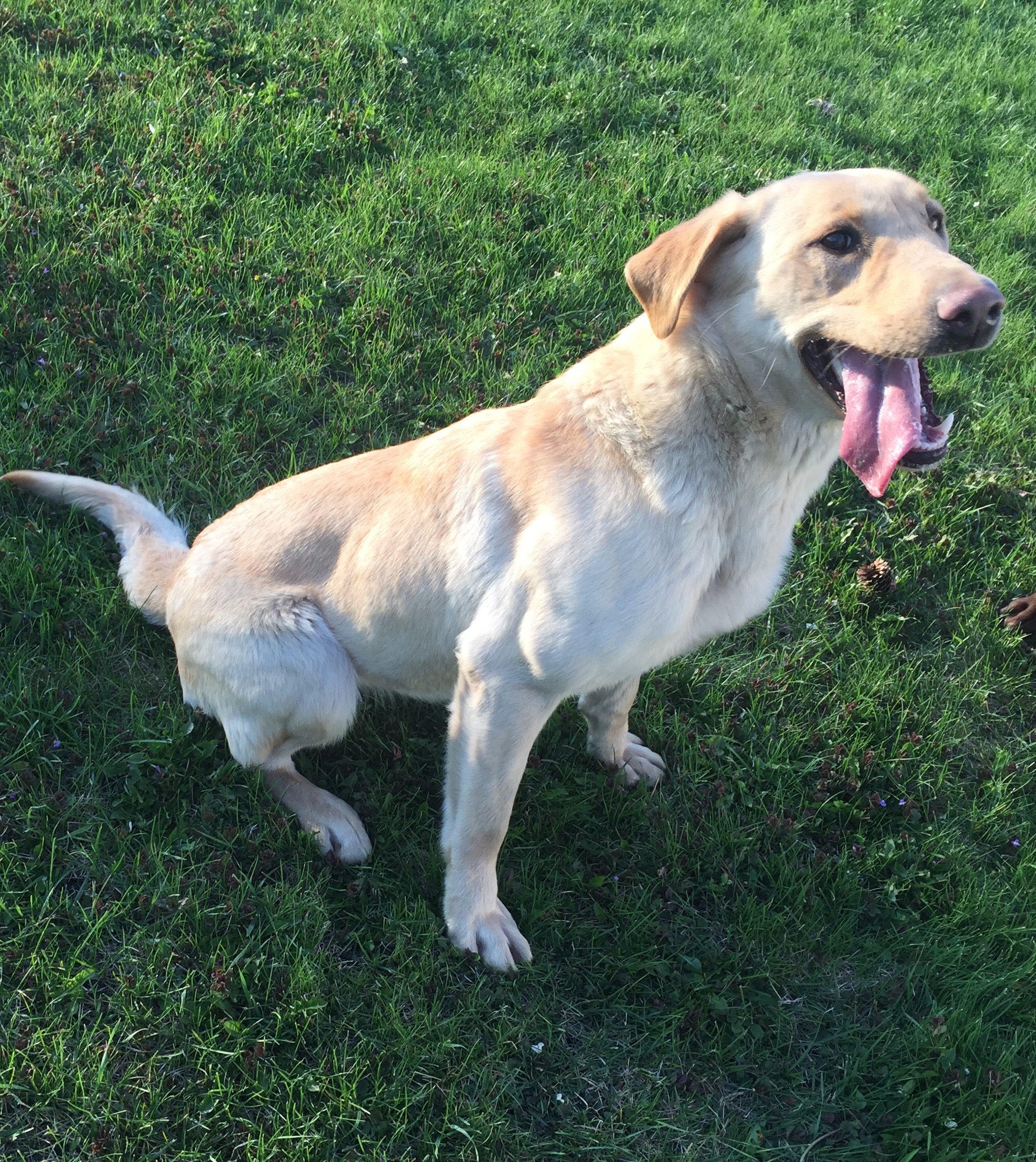 Lake Pleasants Miss Bailey | Yellow Labrador Retriver