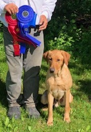 Springwaters Troubles Tucker | Yellow Labrador Retriver