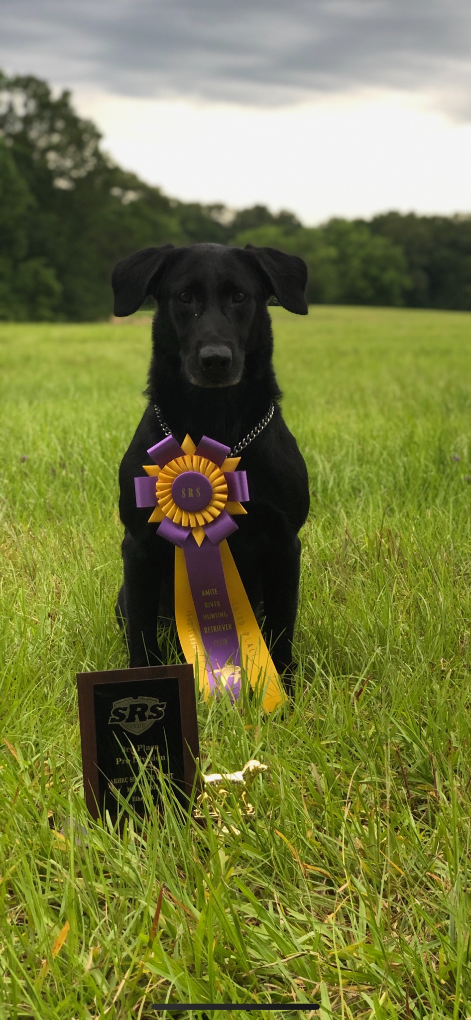 HRCH SRSC SRSAC R.R. Oakwood's Texas Wild Fire MH | Black Labrador Retriver