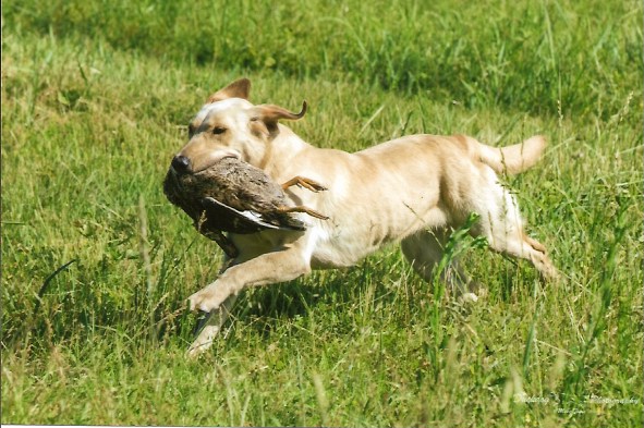 Chilbrook Sunday Punch CD BN RN SH CGC-U | Yellow Labrador Retriver