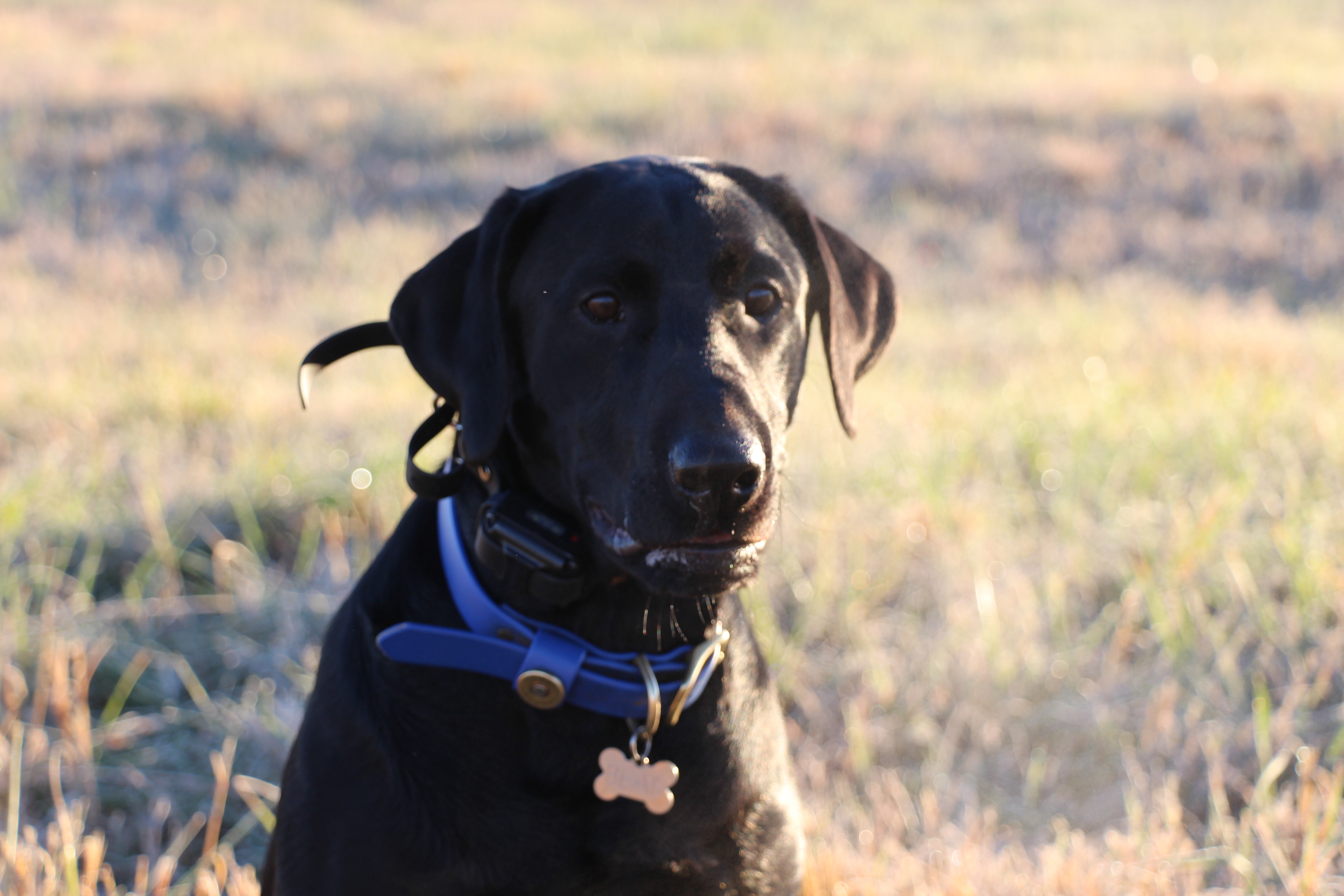 Christopher Robin's Honey Hunter | Black Labrador Retriver