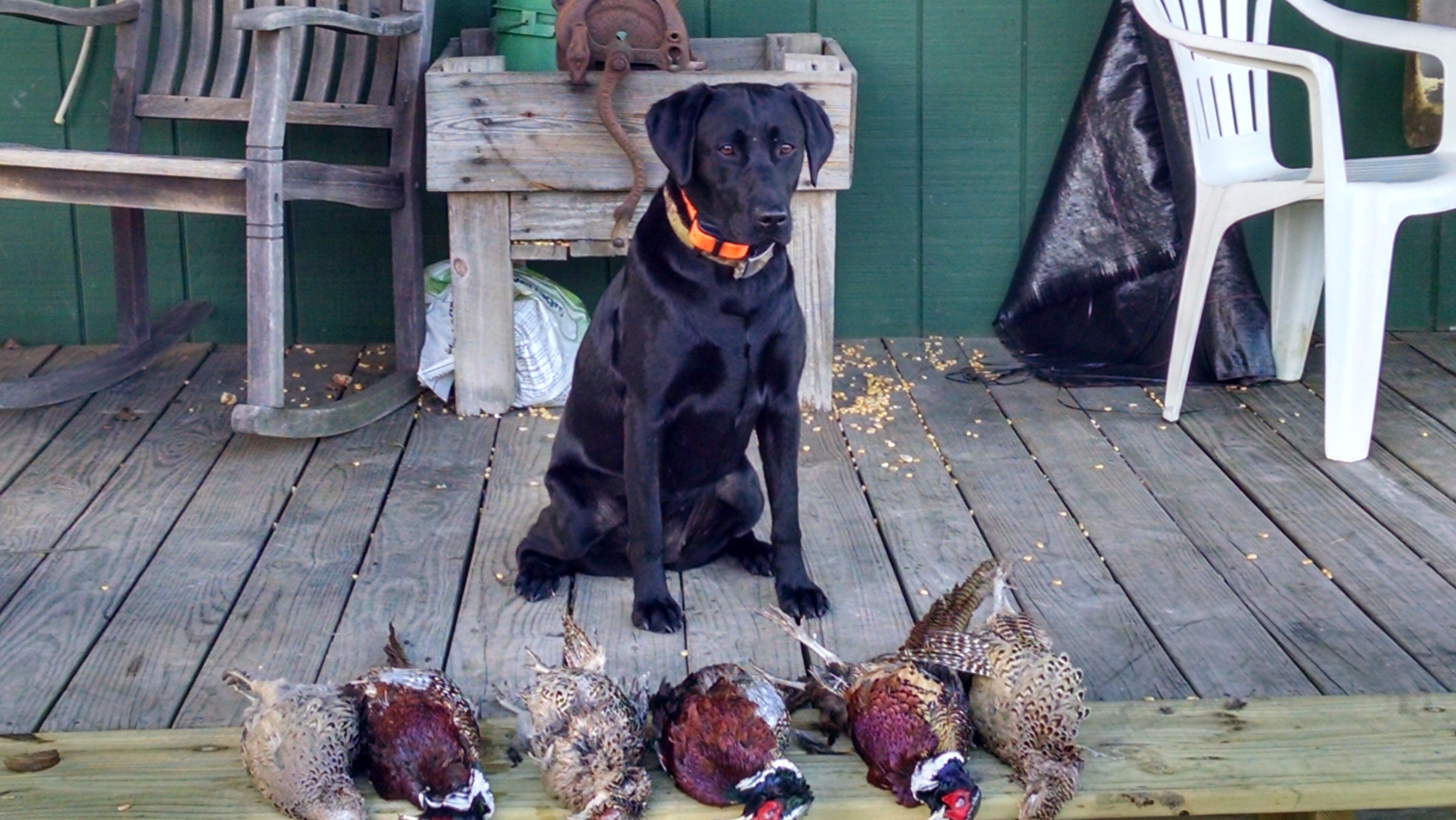 Long Hollows Bootleg Hattie | Black Labrador Retriver