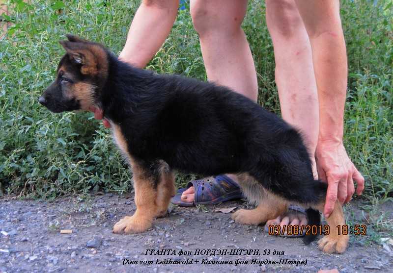 Granta von Norden-Stern | German Shepherd Dog 