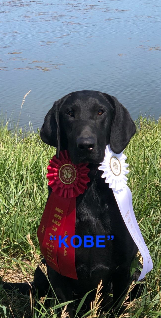 Steady's Black Mamba | Black Labrador Retriver