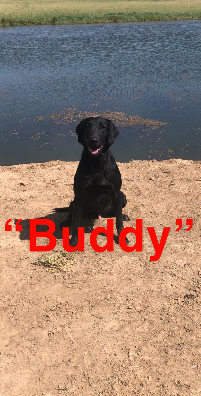 Steady's Test Dog | Black Labrador Retriver