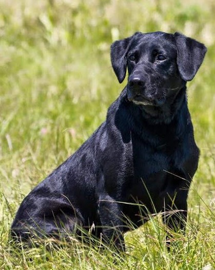 HRCH Moon Cricket's Cache Money | Black Labrador Retriver