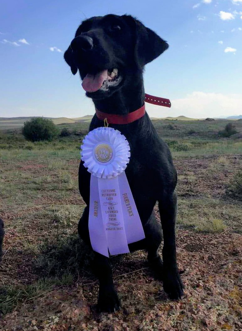 RR's Crow Creeks Two Step To My Ruby QA2 | Black Labrador Retriver