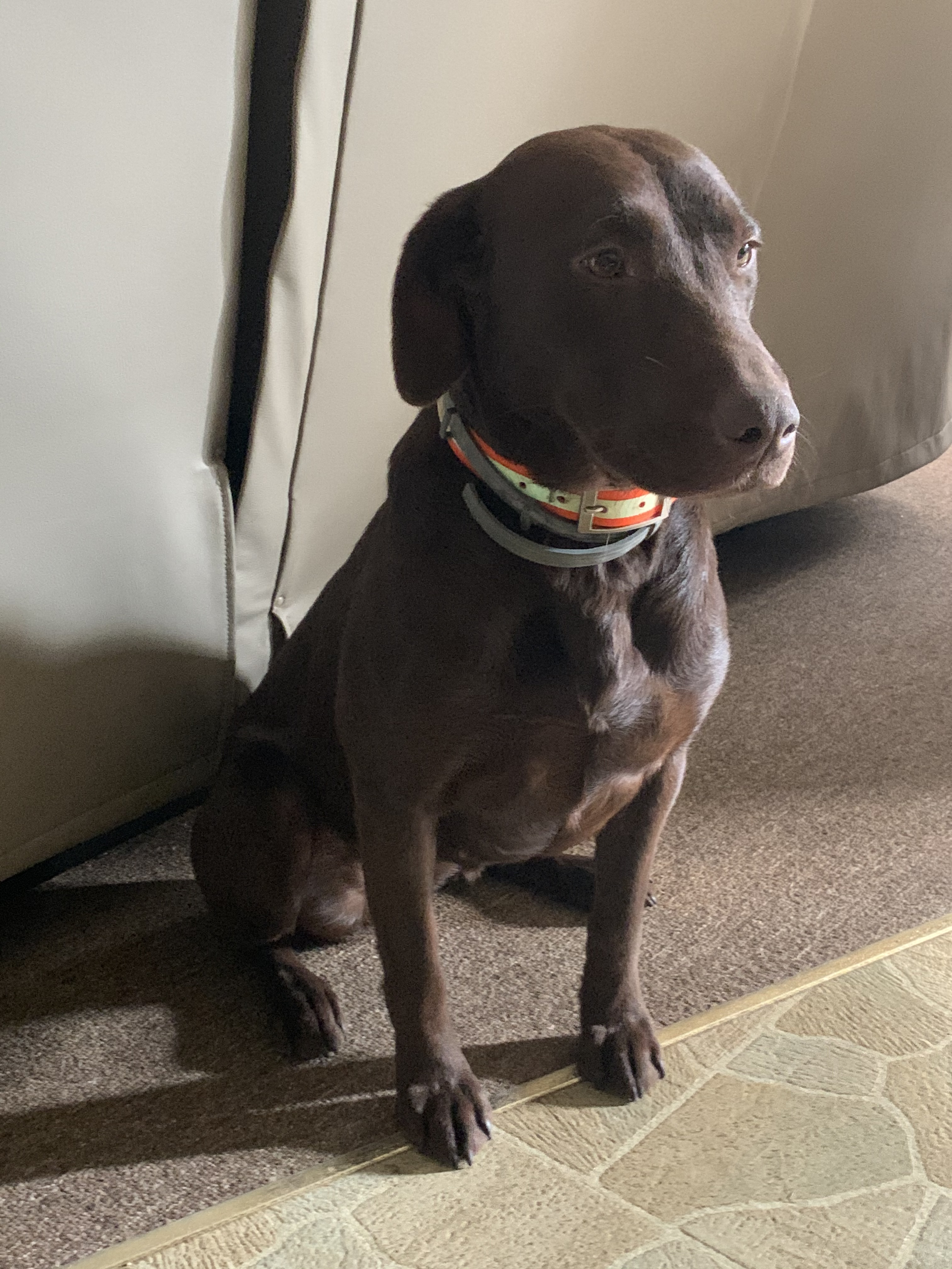 APR  Da-Koda Twisted Creeks Super Nova | Chocolate Labrador Retriver