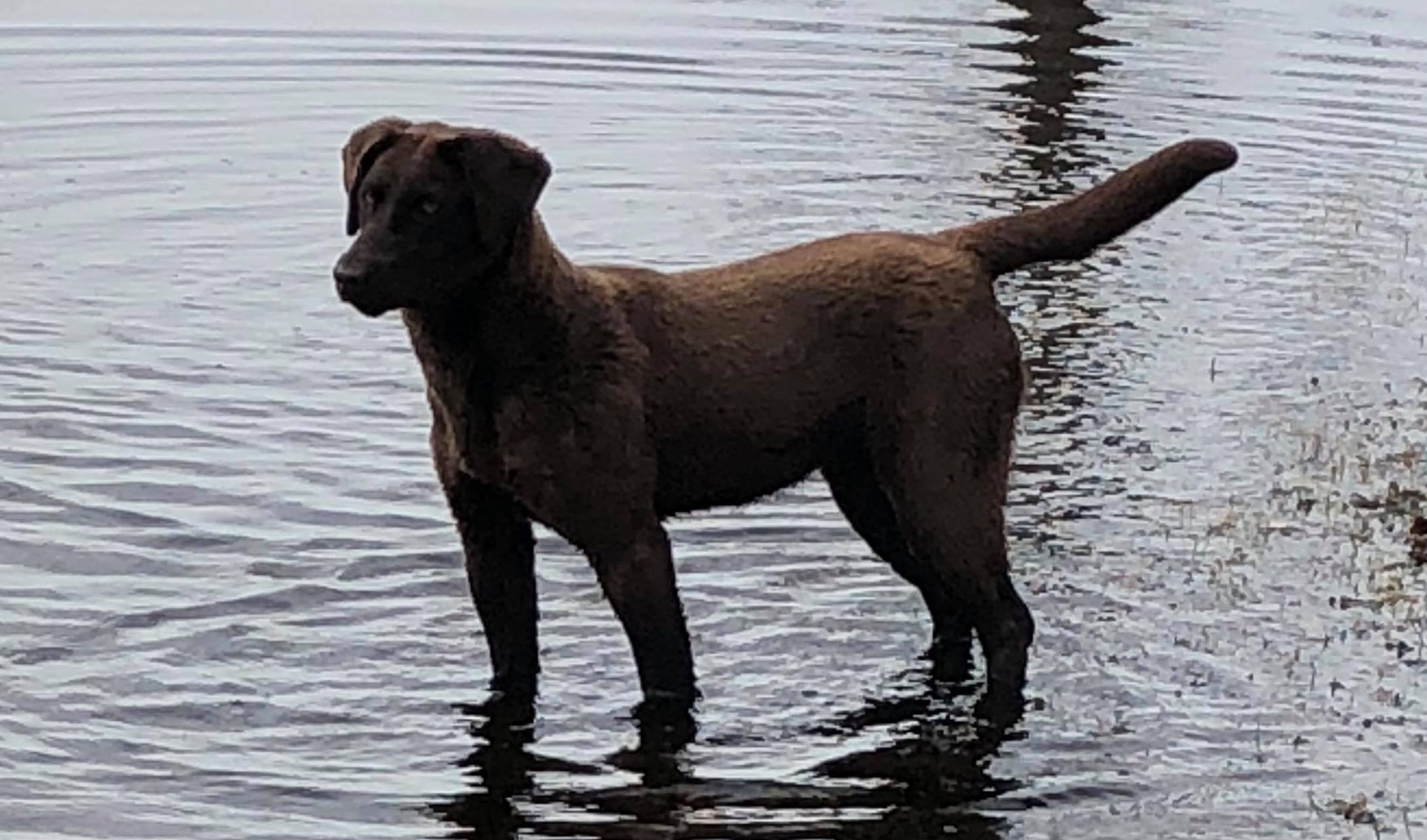 Here Come The Rooster "madi" | Chocolate Labrador Retriver