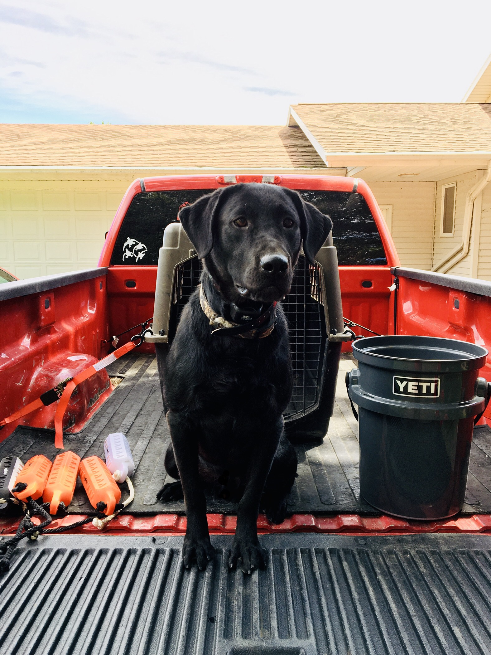 Mister Stonewall Jackson’s Boomer | Black Labrador Retriver