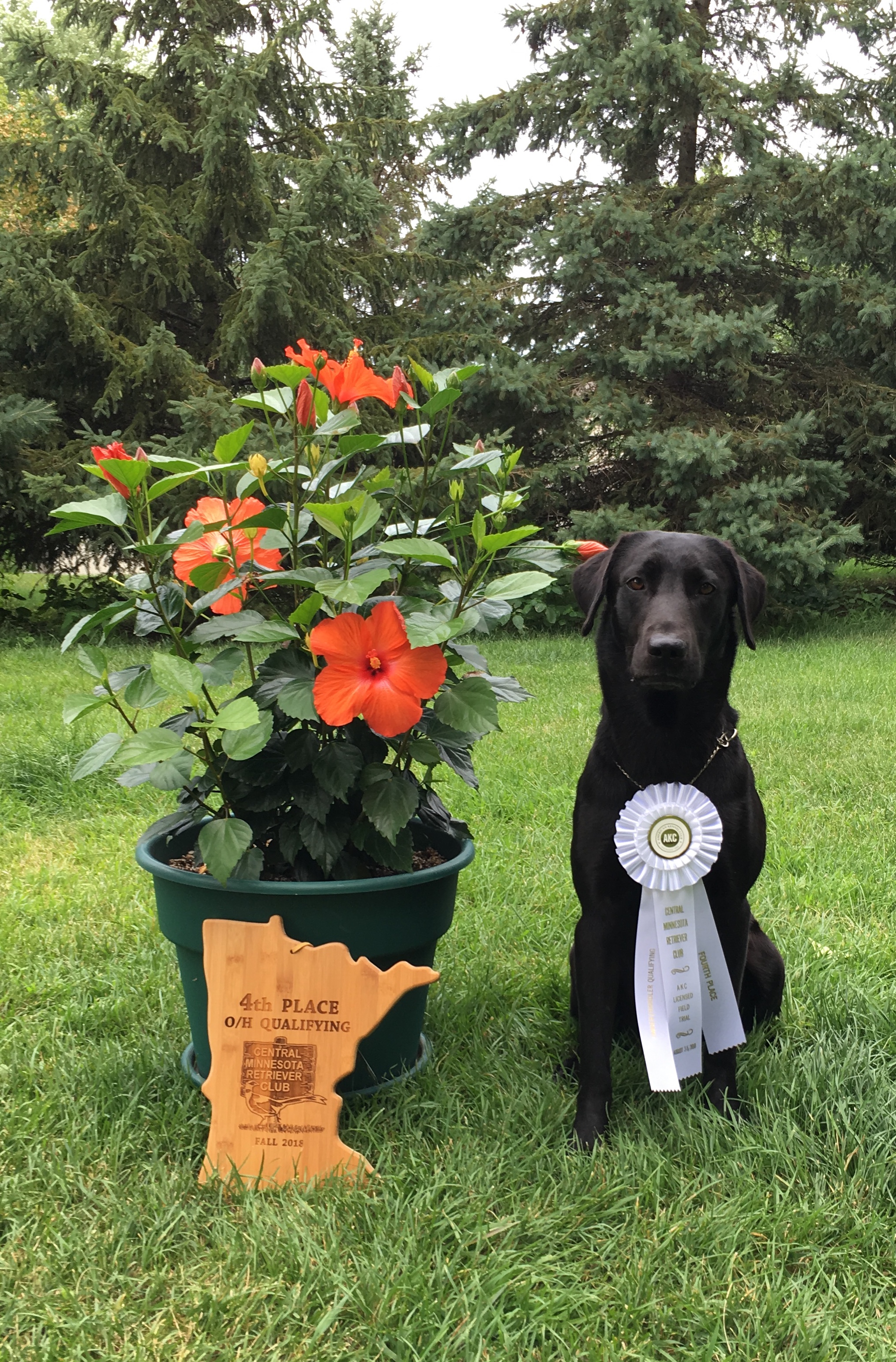 Glen Edin’s Delta Marsh Daybreaker MH, QA2 | Black Labrador Retriver