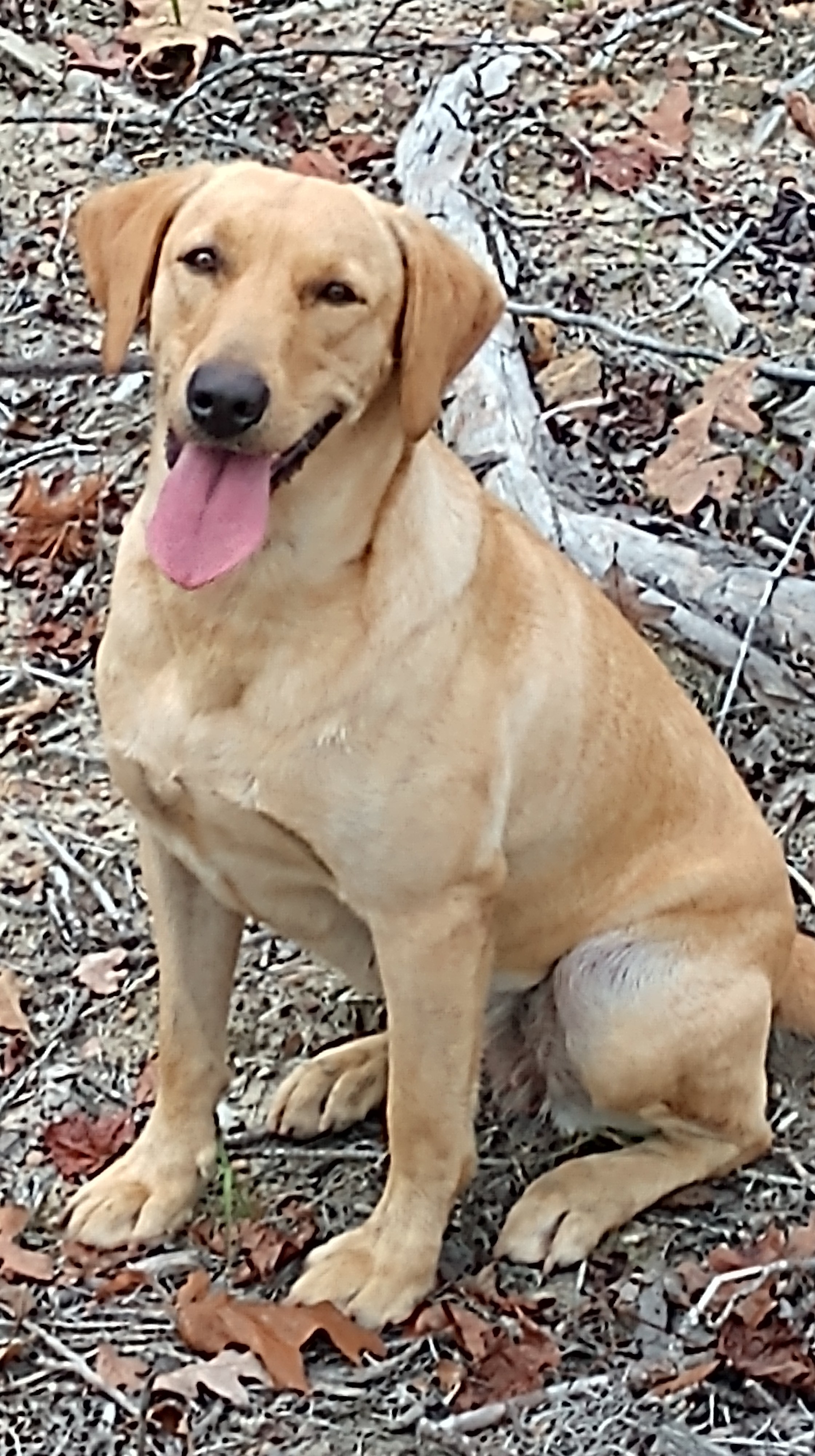 HR Jones' Southern Belle II | Yellow Labrador Retriver