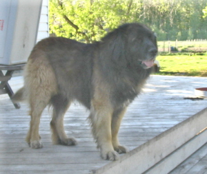 SterlingDen Bruin Lionshare | Leonberger 