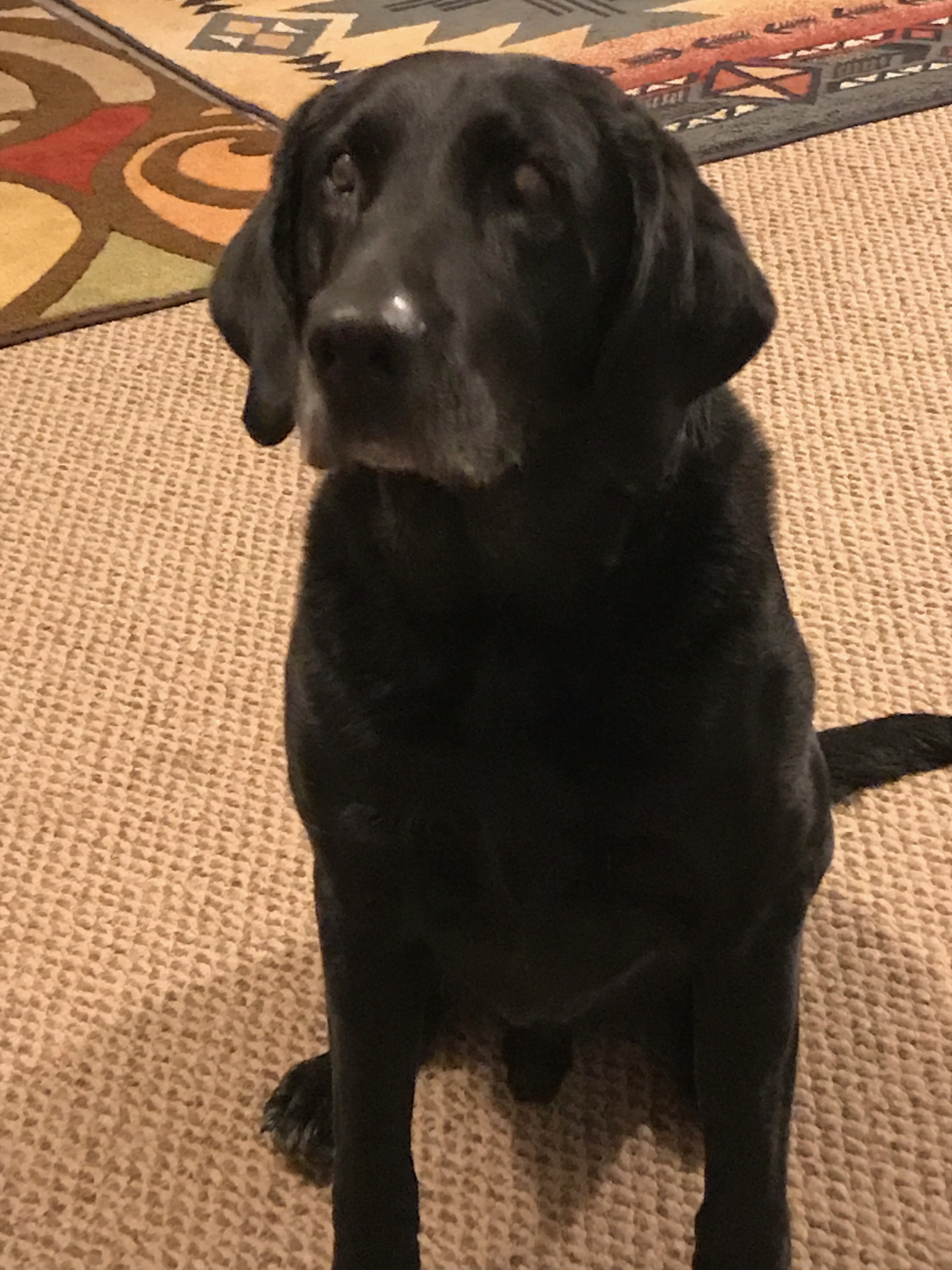 Chets Smilin Honor | Black Labrador Retriver