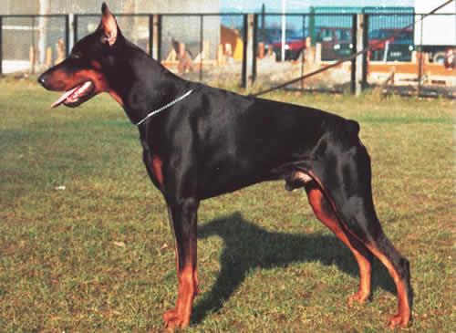 Lord Lobo v.h. Wantij | Black Doberman Pinscher